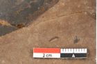 Foto (Detailsansicht) von Quercus palaeoilex Ettingshausen (NHMW-GEO-2024-0188-0924)